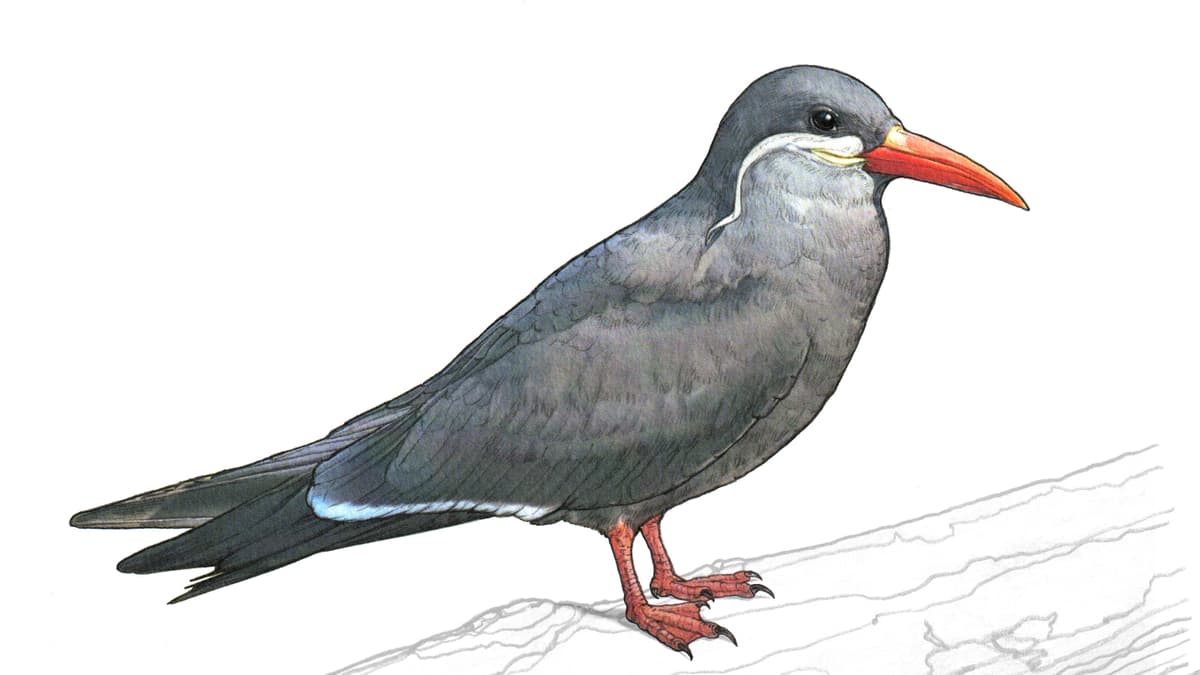 Illustration Inkaseeschwalbe